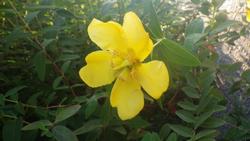 黄色い風車のような花が咲いています！ - 兵庫県立人と自然の博物館